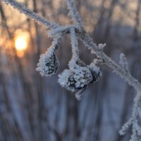 Морозное утро! :: Denis Pahomov