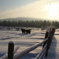 Зима в деревне :: Светлана Телегина