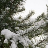 Снег :: Аня Миронова