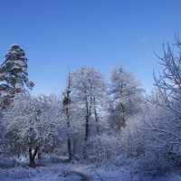 Зимнее утро в лесу :: Алексей Бурцев