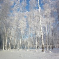 Массив зимнего леса - 2013. :: Александр Юнусов