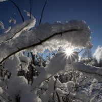 Солнышко в снегу :: Irina Chayka