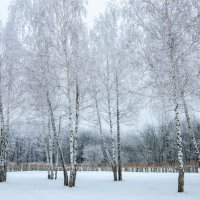 Snow trees :: Андрей Лободин