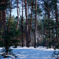 Зимний лес :: Александр Голуб