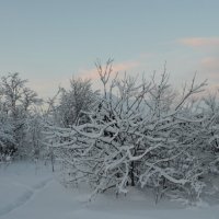 Зима-красавица :: Анна Румянцева