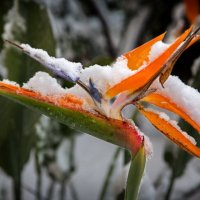Райская птица в снегу Иерусалима :: Михаил Левит