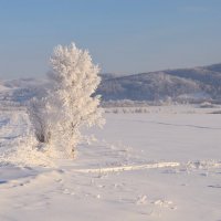 Зимний сон :: Елена Свиридова