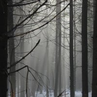 Зимний лес :: Виталий Острецов