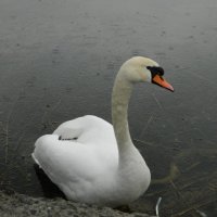 Белый лебедь на пруду :: Олег Ровда