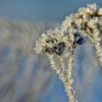 ледяные цветы :: Владимир Белаш