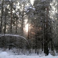 Зима в Балашихе. :: Анна Шабунина