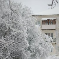 Снежные деревья :: Екатерина Тюркина
