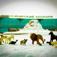 Новосибирский зоопарк :: Людмила Ильина