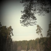 в лесу :: Katrina Konushenko