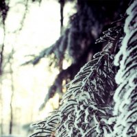 Иголки в снегу :: Никита Кашенцев
