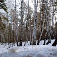 лес :: Александр Клынин