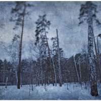 зимний лес2 :: lana cardi