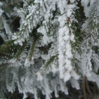 елка с снегом :: Ильназ Загрутдинов