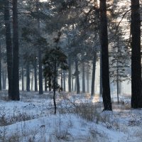 зима в сосновом лесу :: Алёна Компаниец