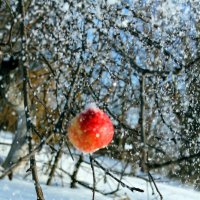 яблоки на снегу :: Андрей Семенов
