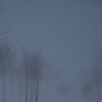 утренний туман :: Екатерина Шарова