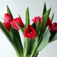 Весною тюльпаны радуют глаз... :: Галина К.