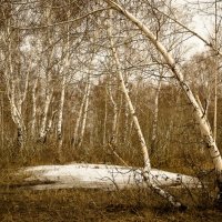 Последний снег :: Александр Литовченко