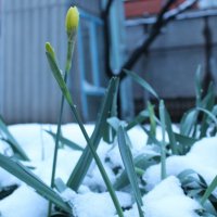 тюльпаны в снегу :: Михаил Светличный