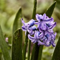 Первые цветы-гиацинты :: Oleg Chervonny