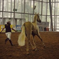 Выставка лошадей :: Кассандра Мареева