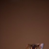 Боевой кот! :: Лола Алалыкина
