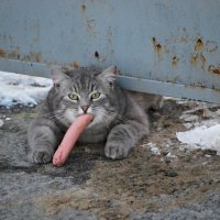 Кот с сосиской - это жизнь! :: Наталия Мартынюк