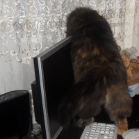 Личный мастер по ремонту компьютера. :: Светлана Карманова