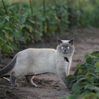 Кот на плантации :: Виктория Левина