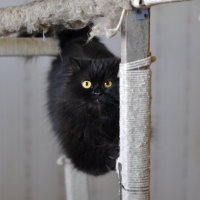 мой кот :: Алексадр Крылов