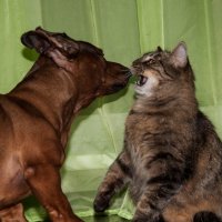 Кошки против собак... :: Роман Дмитриев
