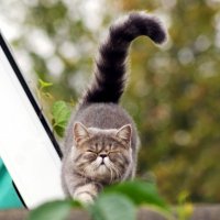 Кошка, которая гуляет сама по себе :: Анжела Новикова