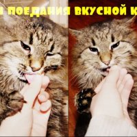 Как нужно кушать лакомство))) :: Дарья Цыганок