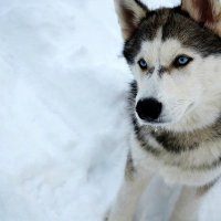 Snow Dog :: Дима Тищенко