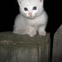 Котёнок :: Вадим Кузнецов