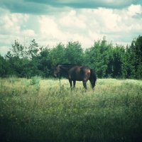 лошадка :: Виктория Князева