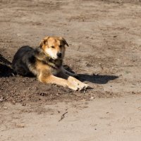 Пёс :: Дмитрий Гридчин