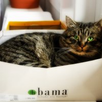 Коробочный кот Бакс :: Сергей Бордюков