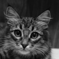 глаза кота :: Анастасия Морозова