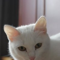 кошка Маша :: Анастасия Морозова