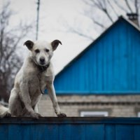 я тут хозяин !!! :: виктор любинецкий