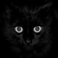 Черный кот в черном квадрате. :: Татьяна Бобкова