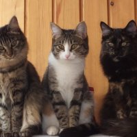 Мои кошки Муся,Сара,Зойка :: Olga Verkhotina
