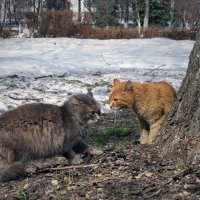 Весеннее противостояние :: Николай Белавин