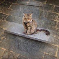 Кот ученый :: Светлана Мещан